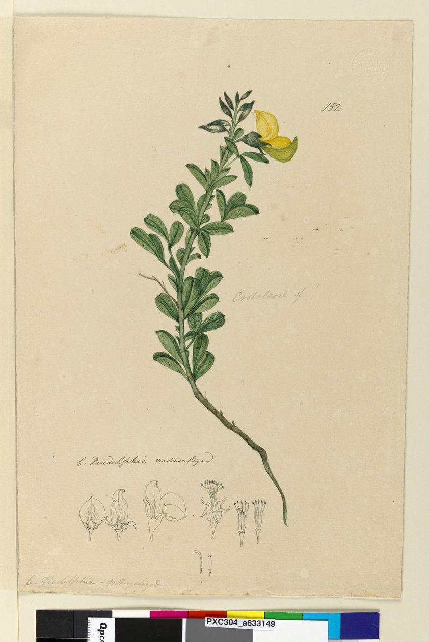 Strona 152. C. Diadelfia naturalizowana, ok. 1803-06 (toaleta, długopis, atrament i ołówek) autorstwa John William Lewin
