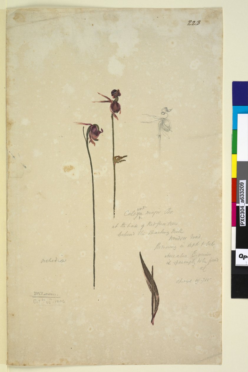 Strona 223. Caleana major, ok. 1803-06 (toaleta, długopis, atrament i ołówek) autorstwa John William Lewin