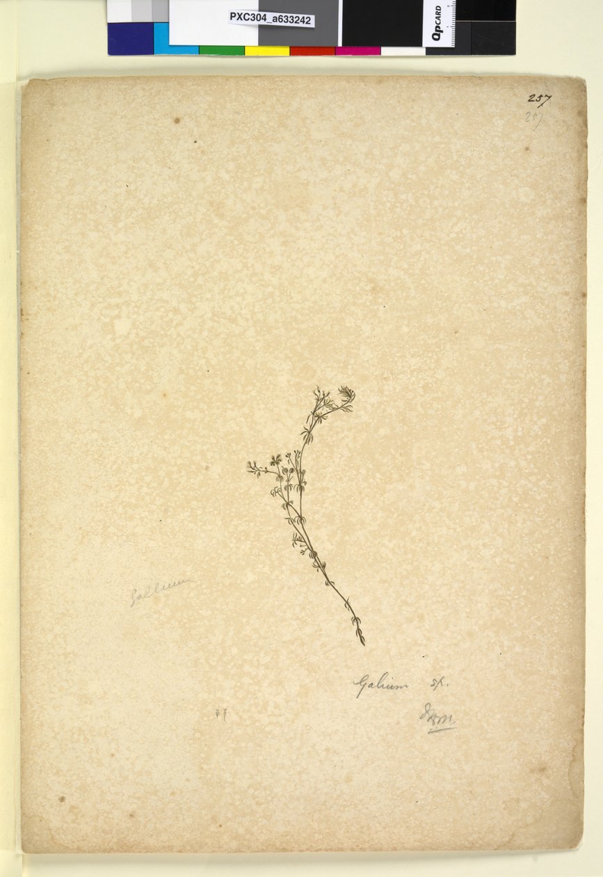 Strona 257. Galium sp., c.1803-06 (toaleta, długopis, atrament i ołówek) autorstwa John William Lewin
