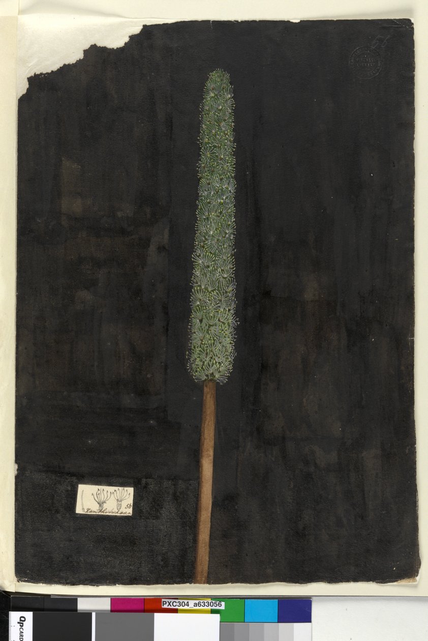 Strona 56. Xanthorrhoea, c.1803-06 (toaleta, długopis, atrament i ołówek) autorstwa John William Lewin