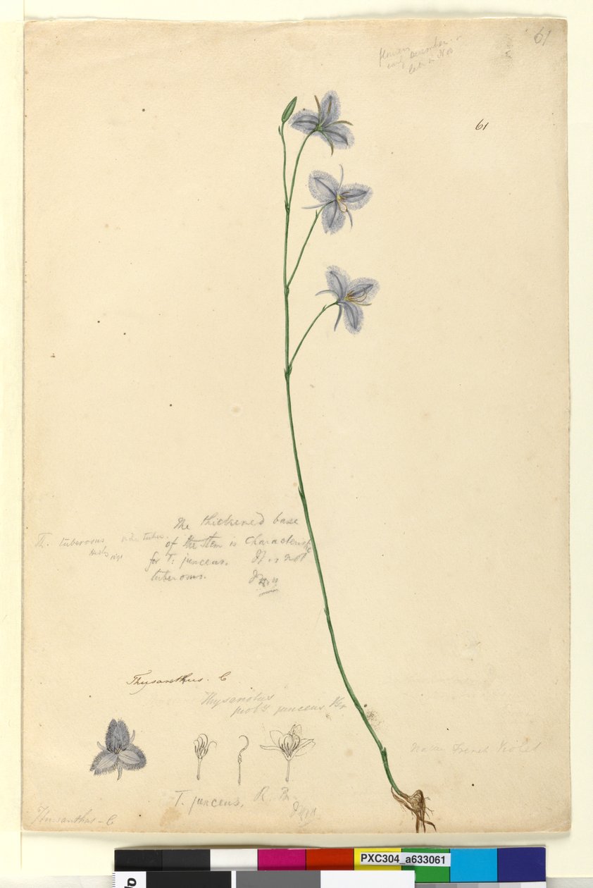 Strona 61. Thysanotus, ok. 1803-06 (wc, pióro, tusz, ołówek) autorstwa John William Lewin