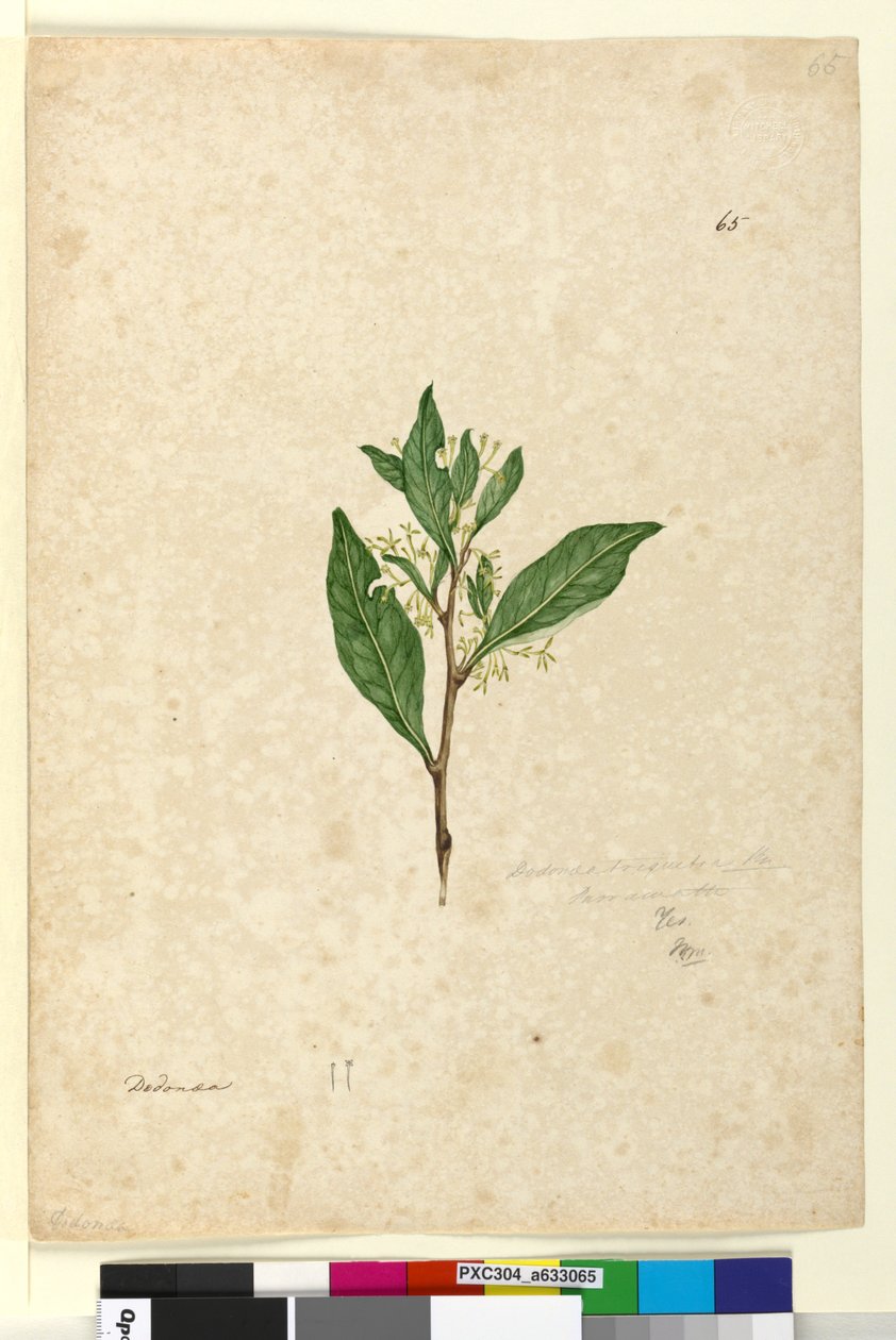 Strona 65. Dodonaea triquetra, c.1803-06 (toaleta, długopis, atrament i ołówek) autorstwa John William Lewin
