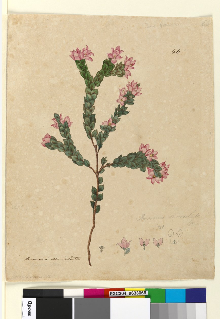 Strona 66. Boronia serrulata, ok. 1803-06 (wc, pióro, tusz, ołówek) autorstwa John William Lewin