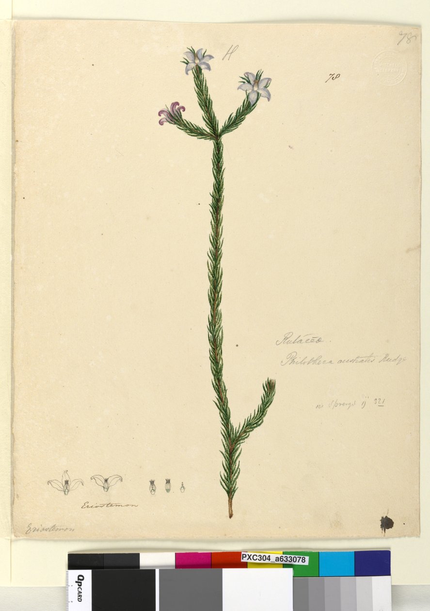 Strona 78. Philotheca australis, c.1803-06 (toaleta, długopis, atrament i ołówek) autorstwa John William Lewin