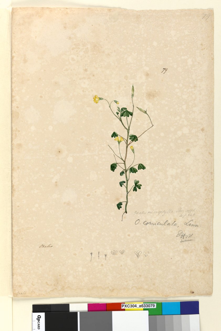 Strona 79. Oxalis corniculata, c.1803-06 (toaleta, długopis, atrament i ołówek) autorstwa John William Lewin