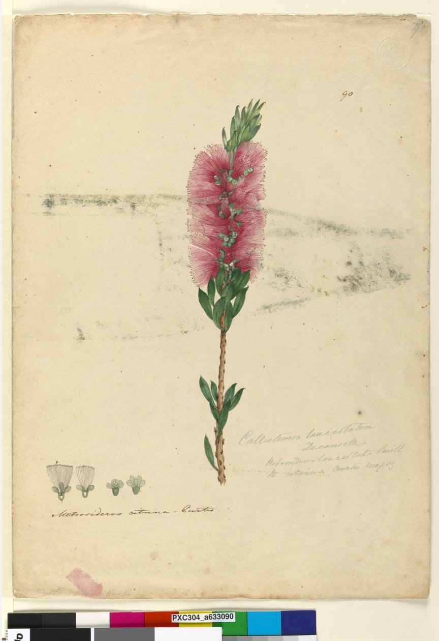 Strona 90. Callistemon lanceolatus Callistemon citrinus, c.1803-06 (toaleta, długopis, atrament i ołówek) autorstwa John William Lewin