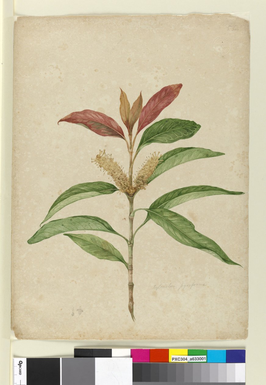Xylomelum pyriforme, c.1803-06 (toaleta, długopis, atrament i ołówek) autorstwa John William Lewin