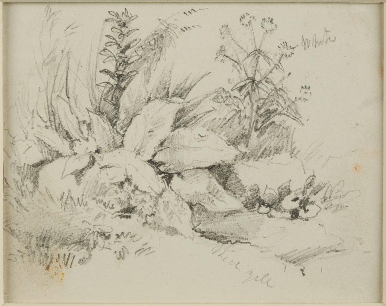 Studium przyrodnicze autorstwa John Wilson Carmichael