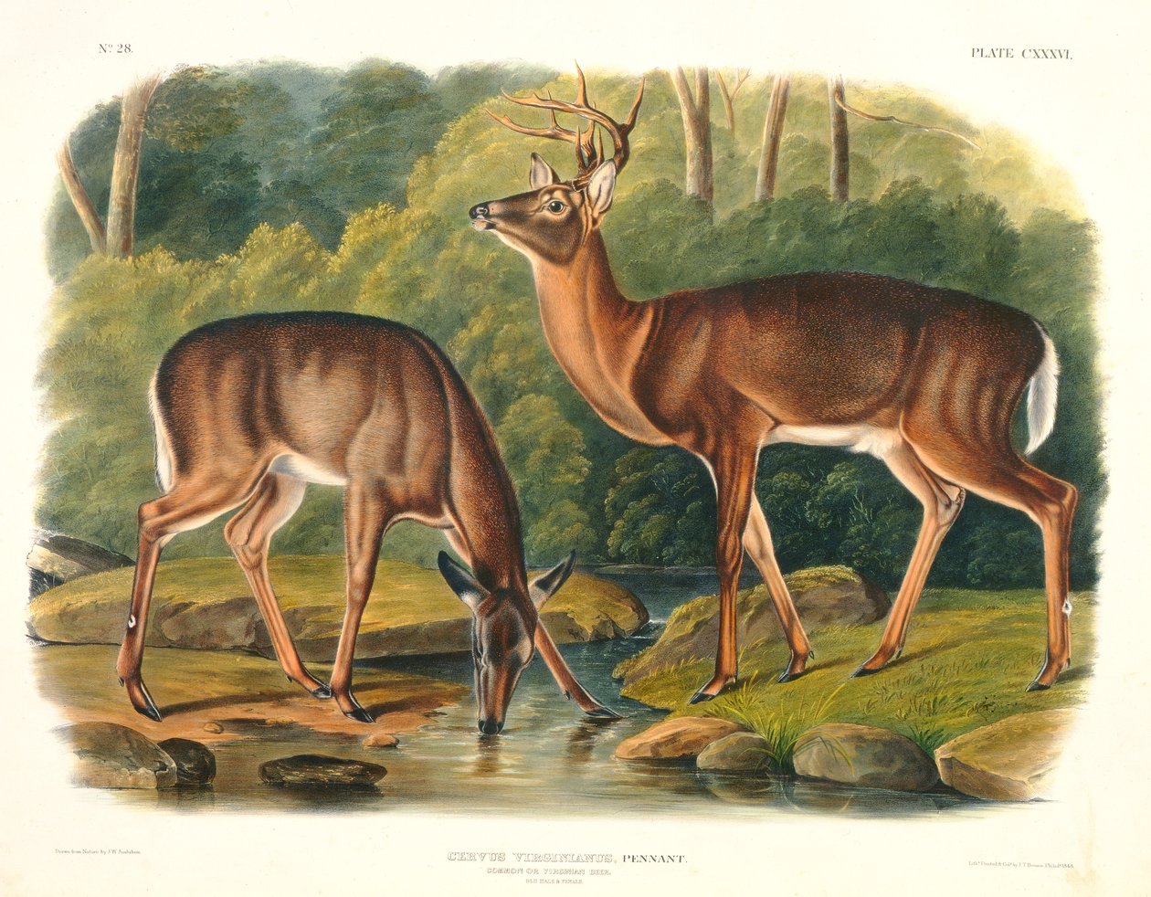 Cervus Virginianus (Jeleń pospolity lub Virginian), tablica 136 z „Cworonogi Ameryki Północnej”, rytowana przez Johna T. Bowena (1801-c.1856), 1848 autorstwa John Woodhouse Audubon