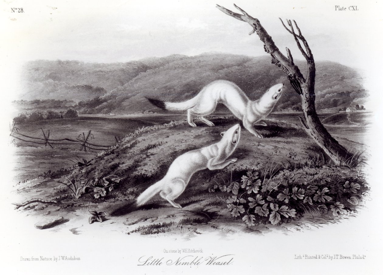 Mała Zwinna Łasica autorstwa John Woodhouse Audubon