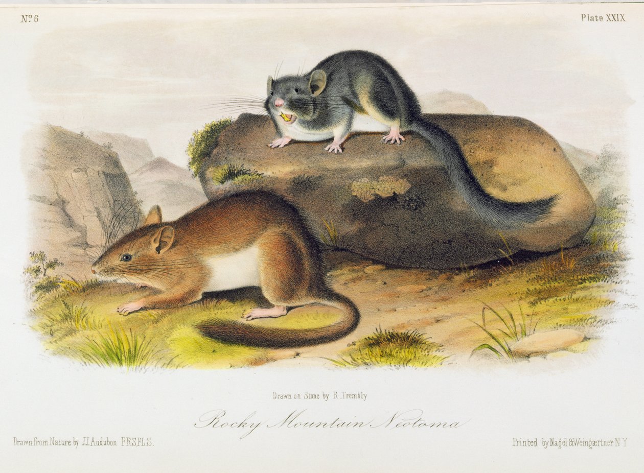 Rocky Mountain Neotoma, tablica 29 z "Quadrupeds of North America", wyryta przez R. Trembly