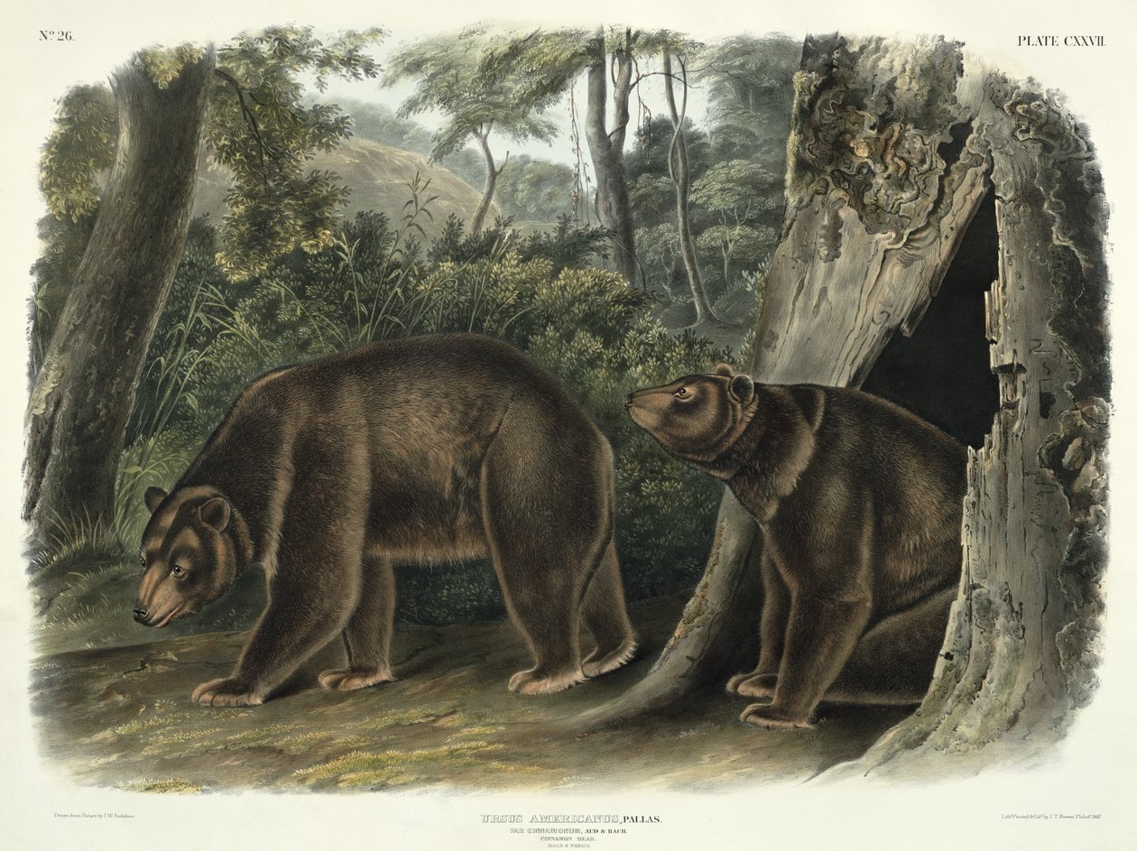 Ursus Americanus, var. Cinnamonum (Cinnamon Bear), tabliczka 127 z czworonogów Ameryki Północnej, rytowana przez Johna T. Bowena (1801-c.1856), 1847 autorstwa John Woodhouse Audubon