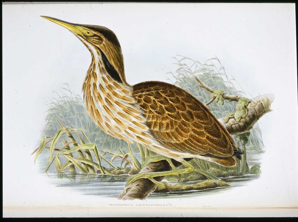 Bąk amerykański (Botaurus Lentiginosus) (lito ręcznie kolorowane) autorstwa John (after) Gould