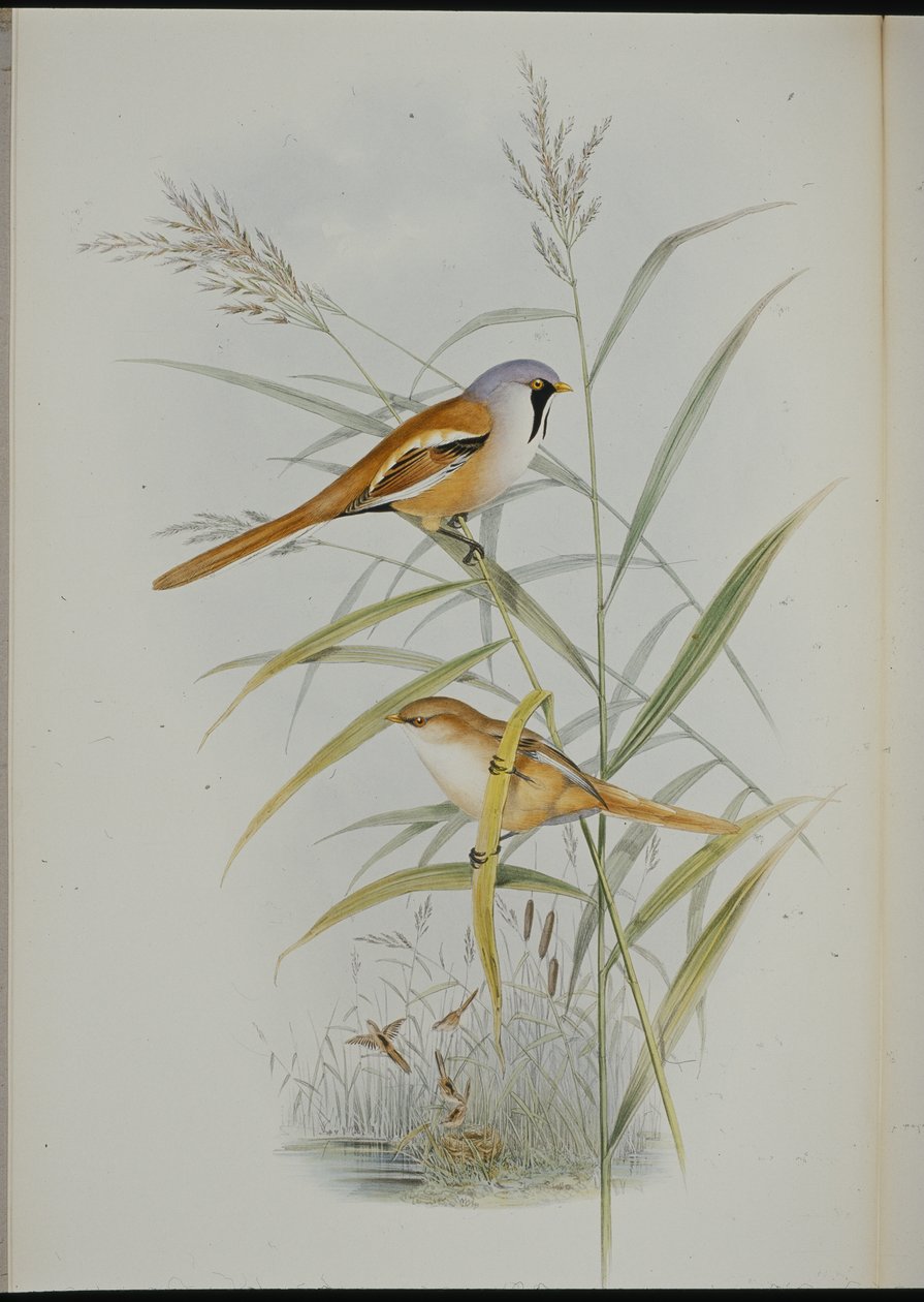 Sikora brodaty (Calamophilus Biarmicus) (lito ręcznie kolorowane) autorstwa John (after) Gould