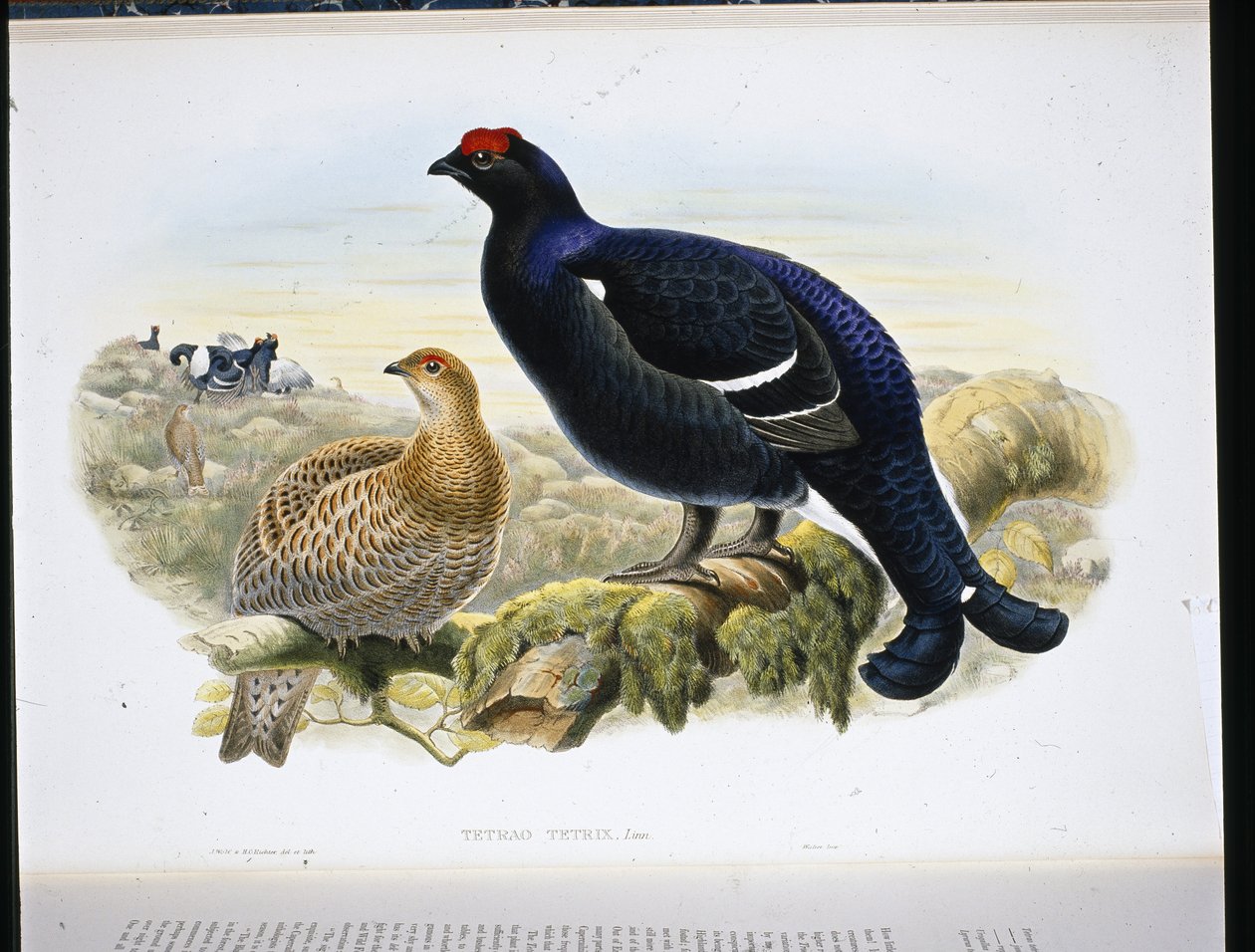 Cietrzew (Tetrao Tetrix) (ręcznie barwiony lito) autorstwa John (after) Gould