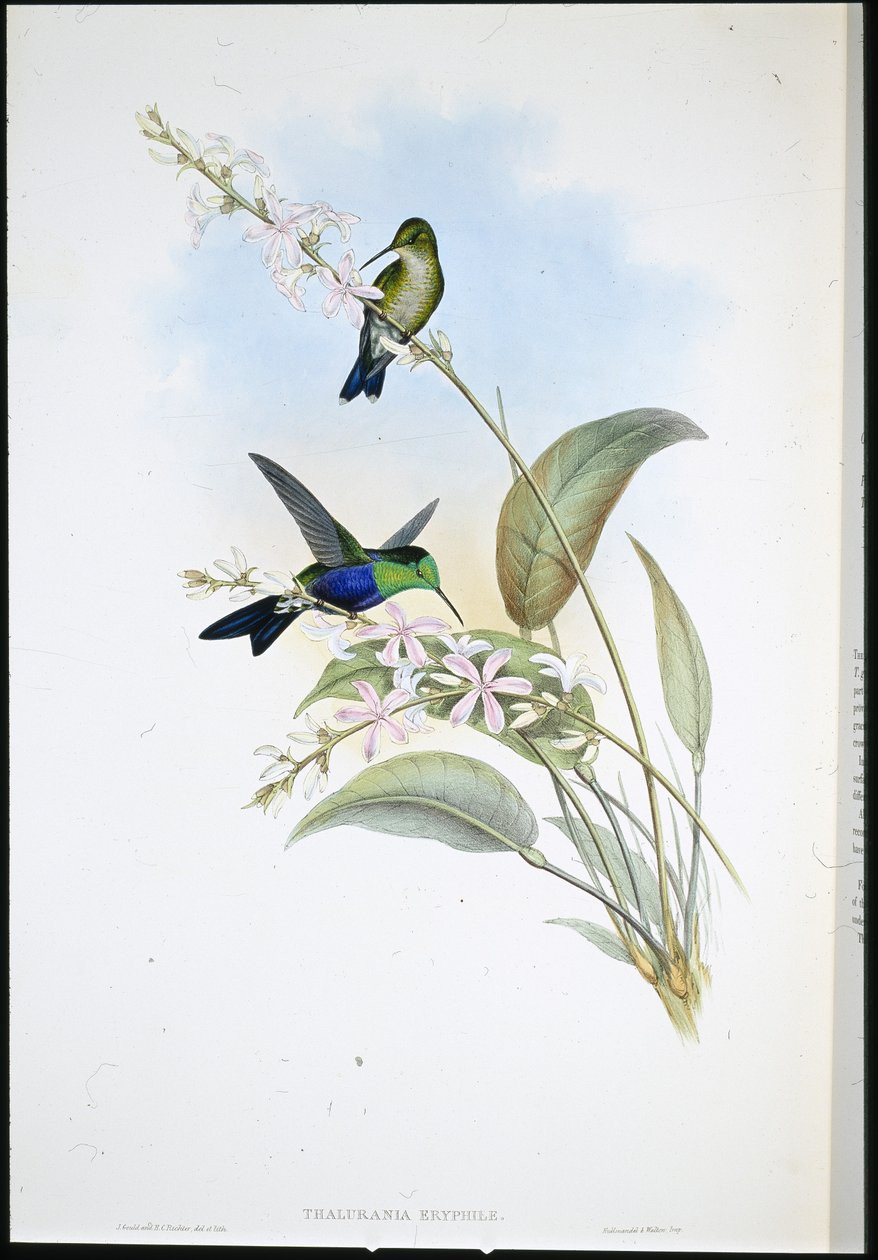 Brazylijskie Panoplites (Thalurania Eryphile) (lito ręcznie kolorowane) autorstwa John (after) Gould
