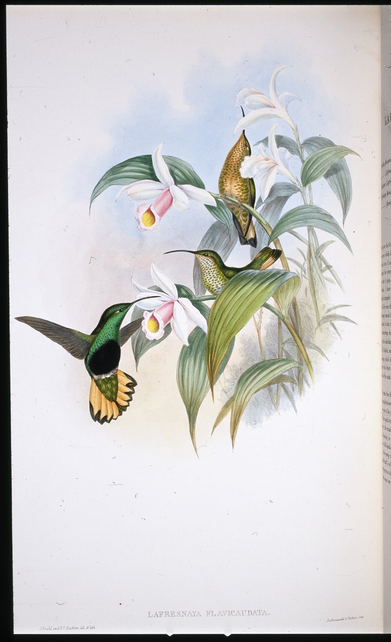 Aksamitna pierś Buff-tailed (Lafresnaya Flavicaudata) (ręcznie kolorowana lito) autorstwa John (after) Gould