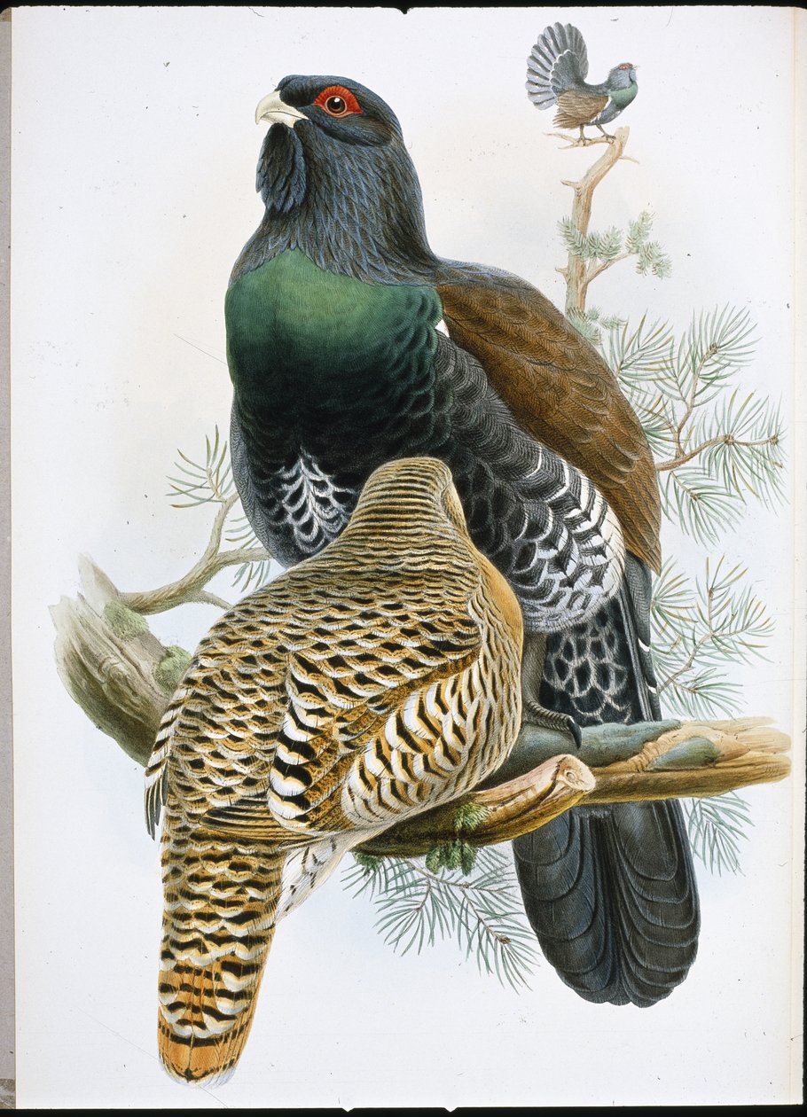 Caprcailzie (Tetrao Urogallus) (litos ręcznie malowany) autorstwa John (after) Gould