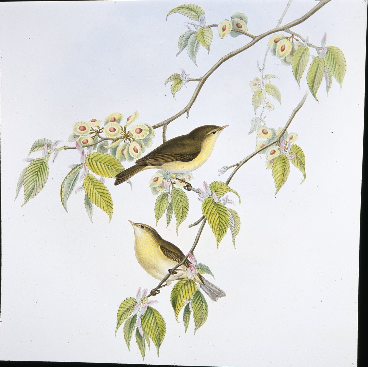 Chiff-Chaff (Phyllopneuste Rufa) (lito ręcznie kolorowane) autorstwa John (after) Gould