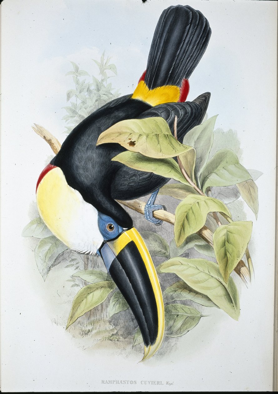 Tukan Cuvier (Ramphastos Cuvieri) (ręcznie barwiony lito) autorstwa John (after) Gould