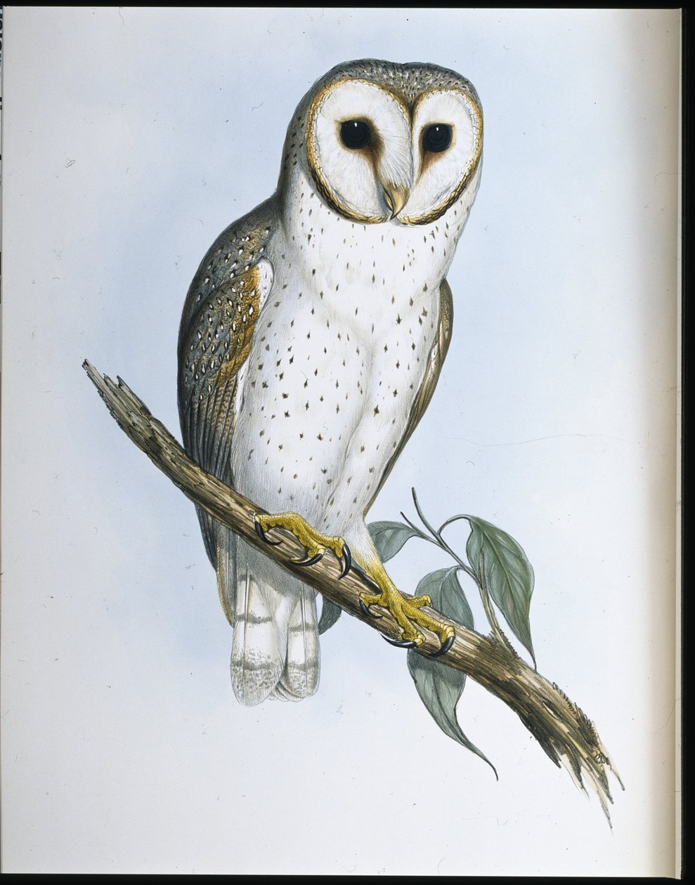 Delikatna Sowa (Strix Delicatulis) (lito ręcznie kolorowane) autorstwa John (after) Gould