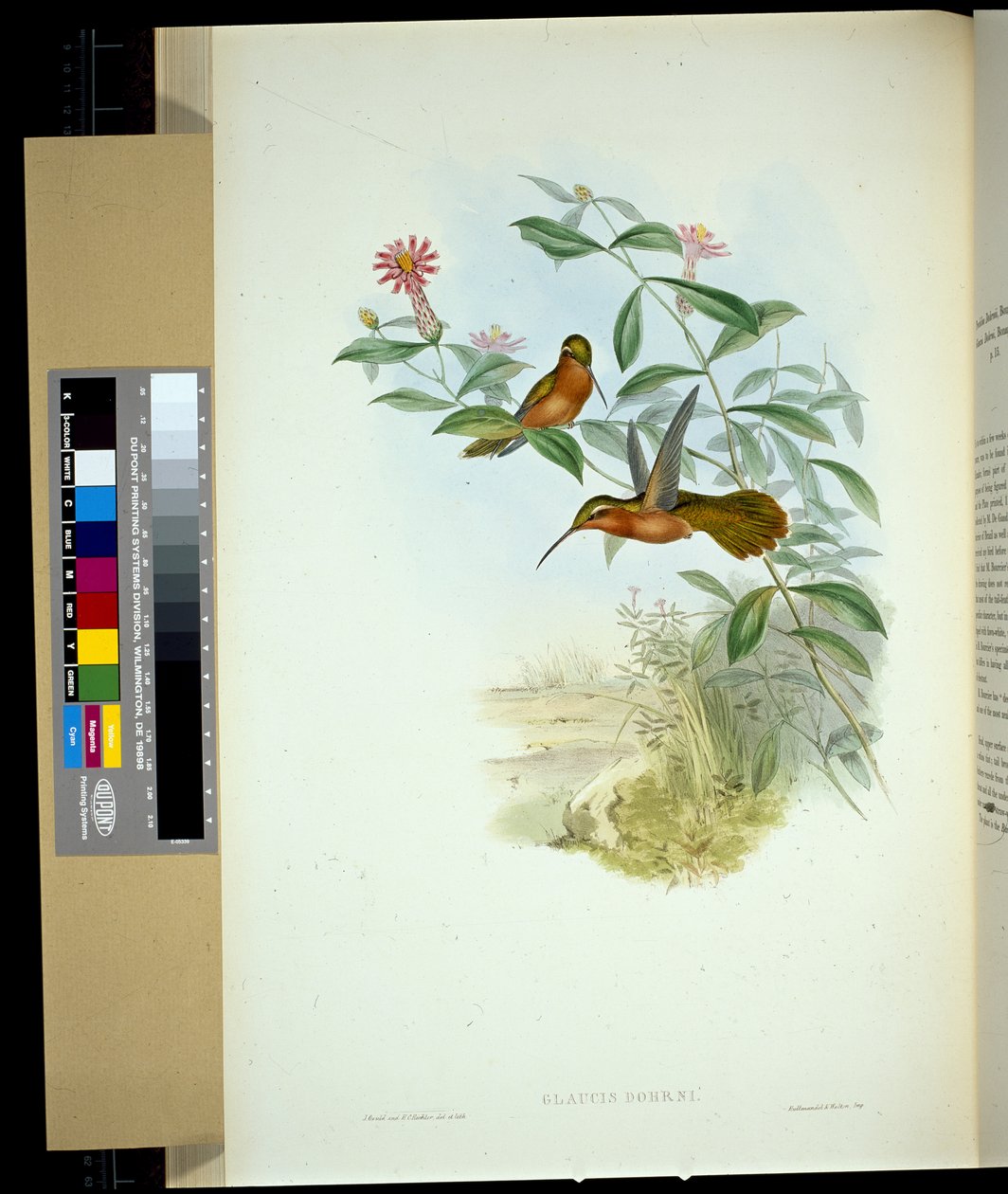 Pustelnik Dohrna (glaucus Dohrni) (ręcznie barwiony lito) autorstwa John (after) Gould
