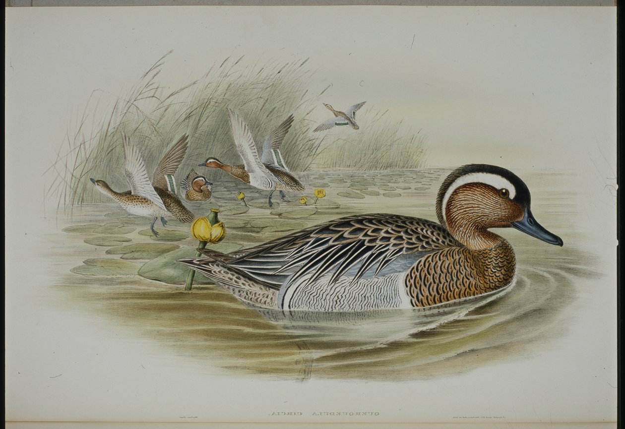 Garganey (Querquedula Circa) (lito ręcznie kolorowane) autorstwa John (after) Gould