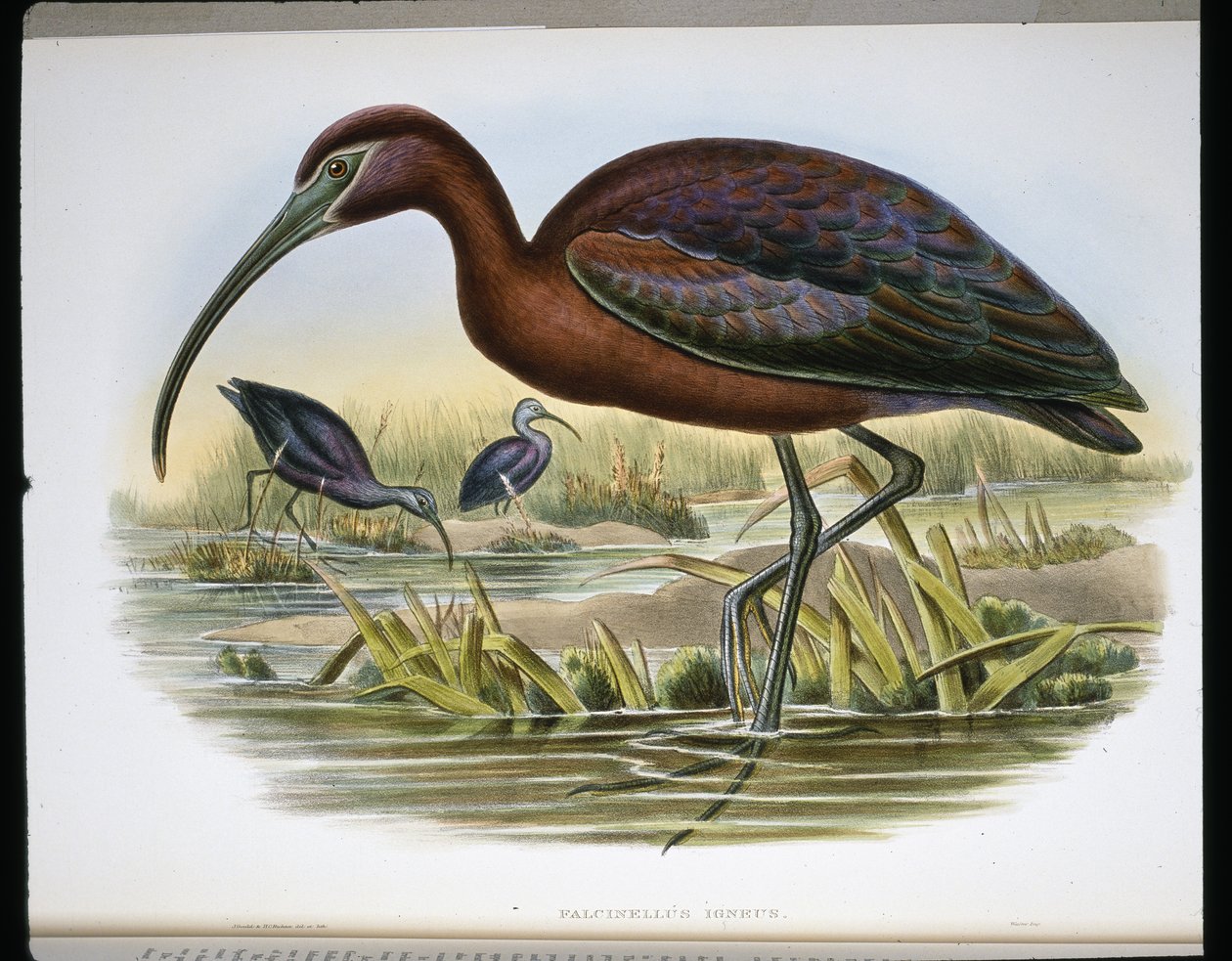 Koziorożec błyszczący (Falcinellus Igneus) (kolorowy grawerunek) autorstwa John (after) Gould