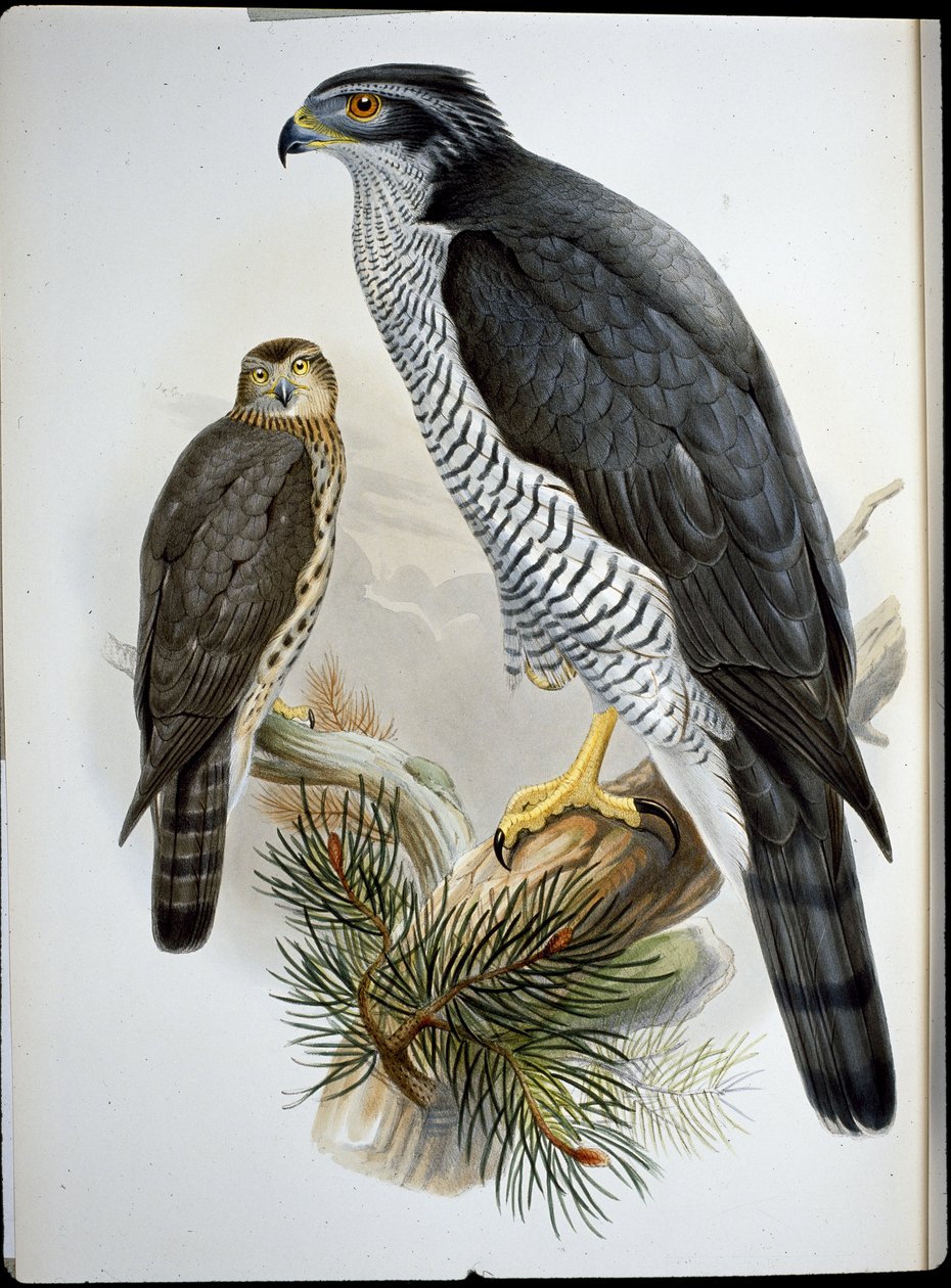 Jastrząb (Astur Palumbarius) (ręcznie barwiony litho) autorstwa John (after) Gould