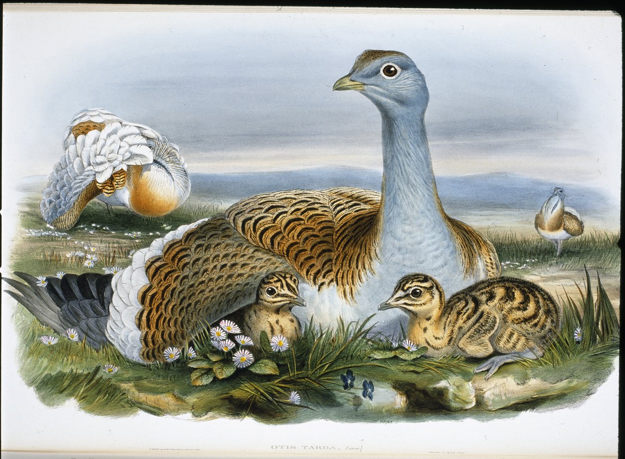Drop (Otis Tarda) (ręcznie barwiony litho) autorstwa John (after) Gould