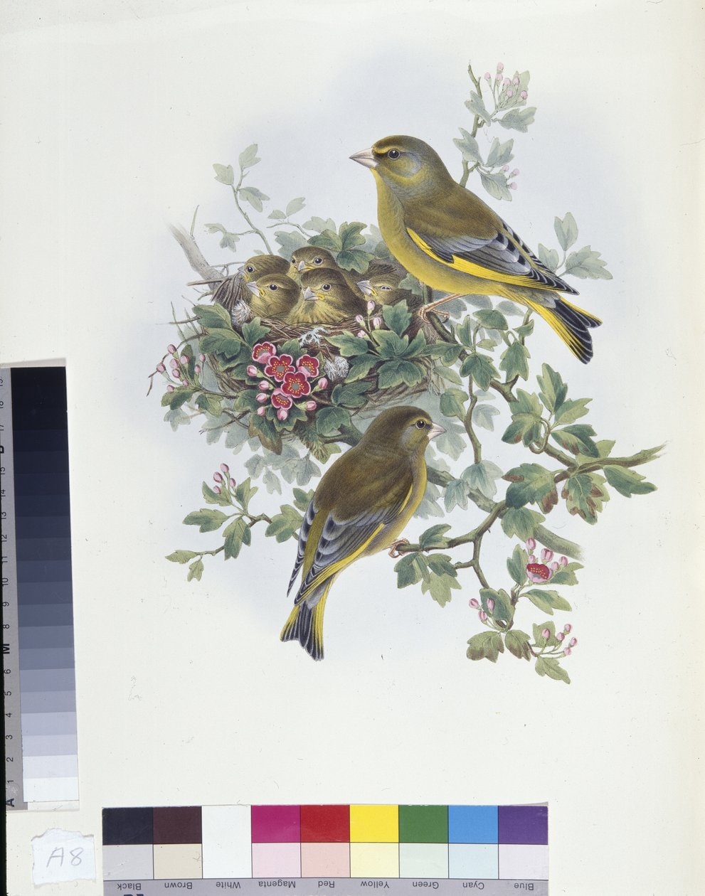 Dzwoniec (Ligurinus chloris) (ręcznie barwiony lito) autorstwa John (after) Gould