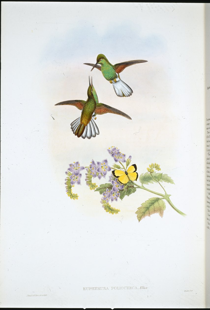 Szary Stripetail (Eupherusa Poliocerca) (ręcznie barwiony lito) autorstwa John (after) Gould