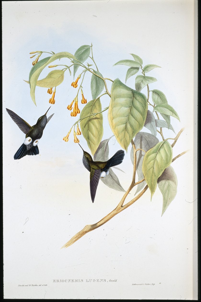 Siwa Puff-noga (Eriocnemis Lugens) (lito ręcznie kolorowane) autorstwa John (after) Gould