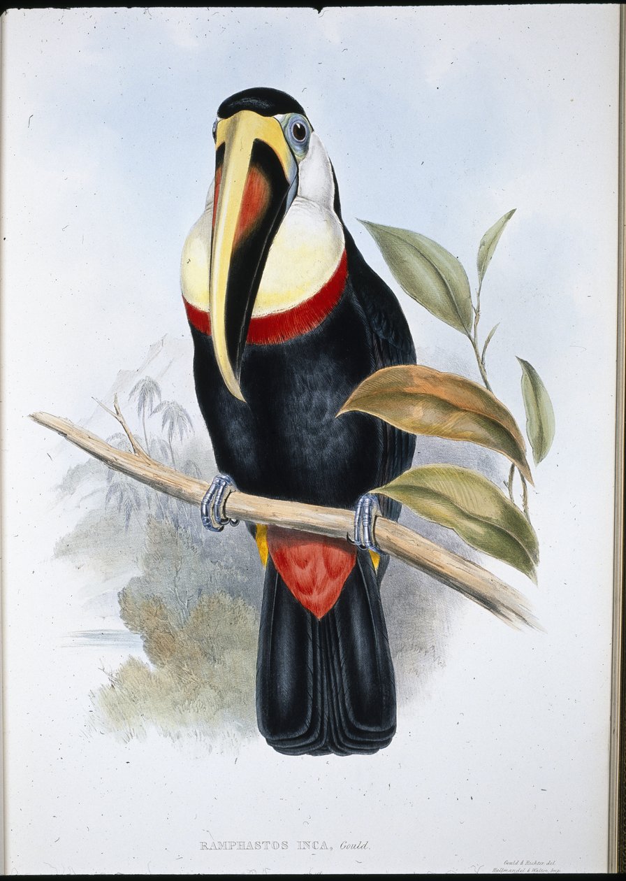 Tukan Inków (Ramphastos inica) (ręcznie barwiony litho) autorstwa John (after) Gould