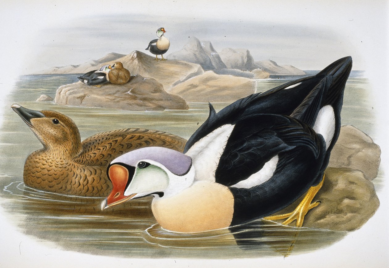 Król Kaczor (Somateria Spectabilis) (lito ręcznie kolorowane) autorstwa John (after) Gould