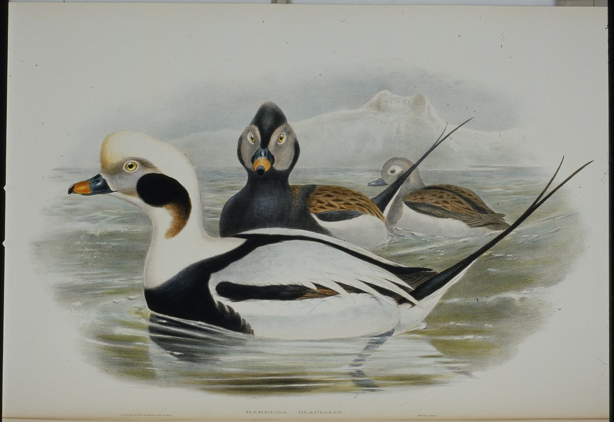 Kaczka długoogoniasta (Harelda Glacialis) (ręcznie barwiona lito) autorstwa John (after) Gould