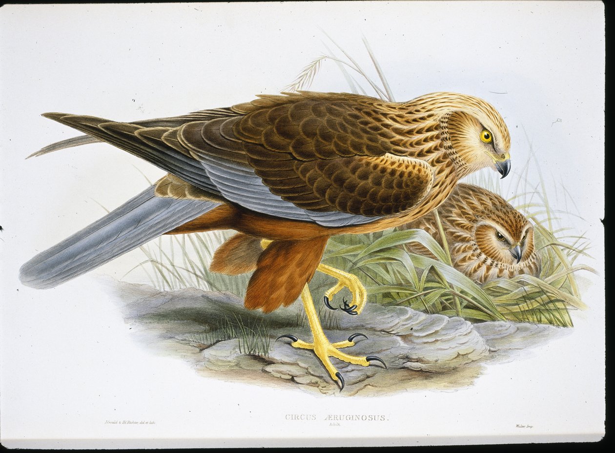 Błotniak stawowy (Circus Aeruginosus) (kolorowy grawerunek) autorstwa John (after) Gould