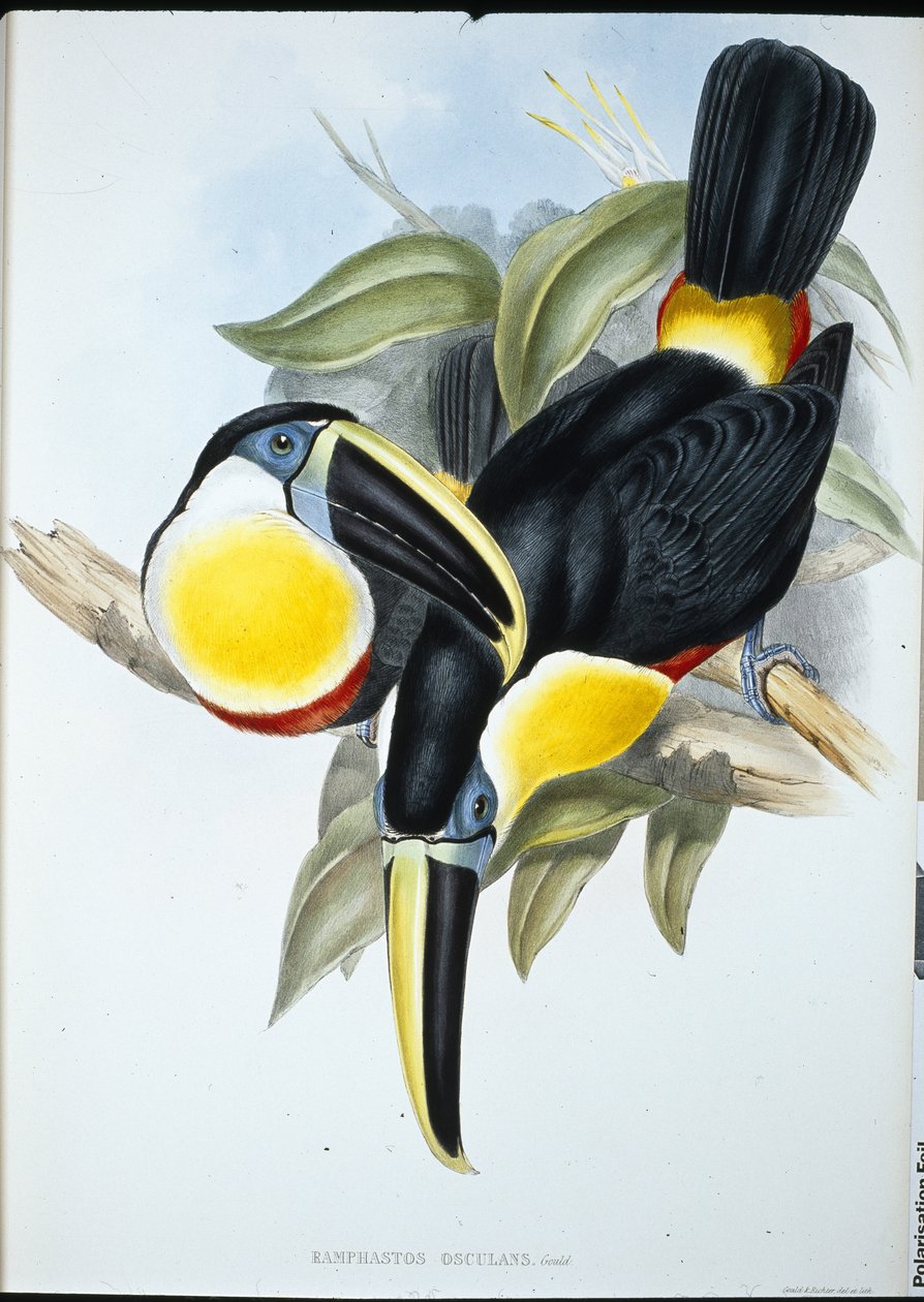 Kiss Toucan (Ramphastos Kissing) (ręcznie barwiony lito) autorstwa John (after) Gould