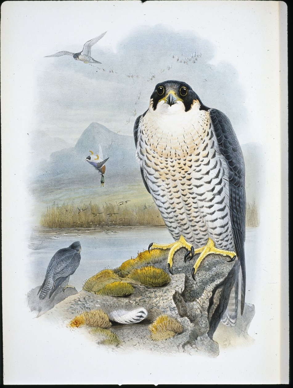 Sokół wędrowny (Falco Peregrinus) (lito ręcznie kolorowane) autorstwa John (after) Gould