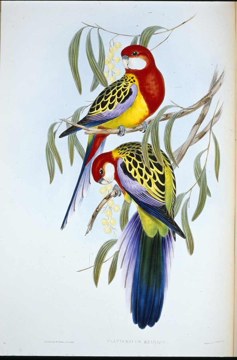 aleksandretta różowa (Platycercus Eximius) (lito ręcznie kolorowane) autorstwa John (after) Gould