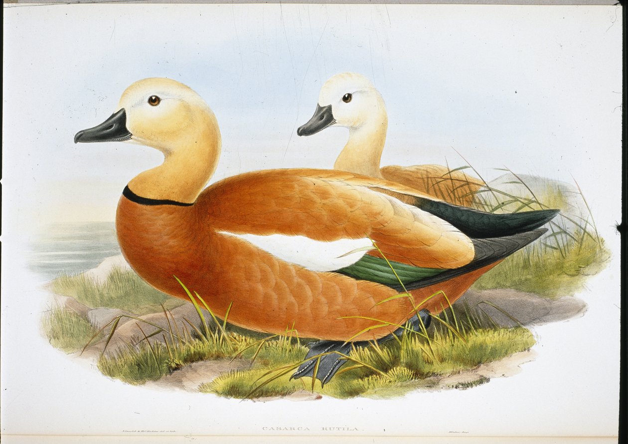 Ruddy Shelldrake (członkowie ręcznie kolorowani) autorstwa John (after) Gould
