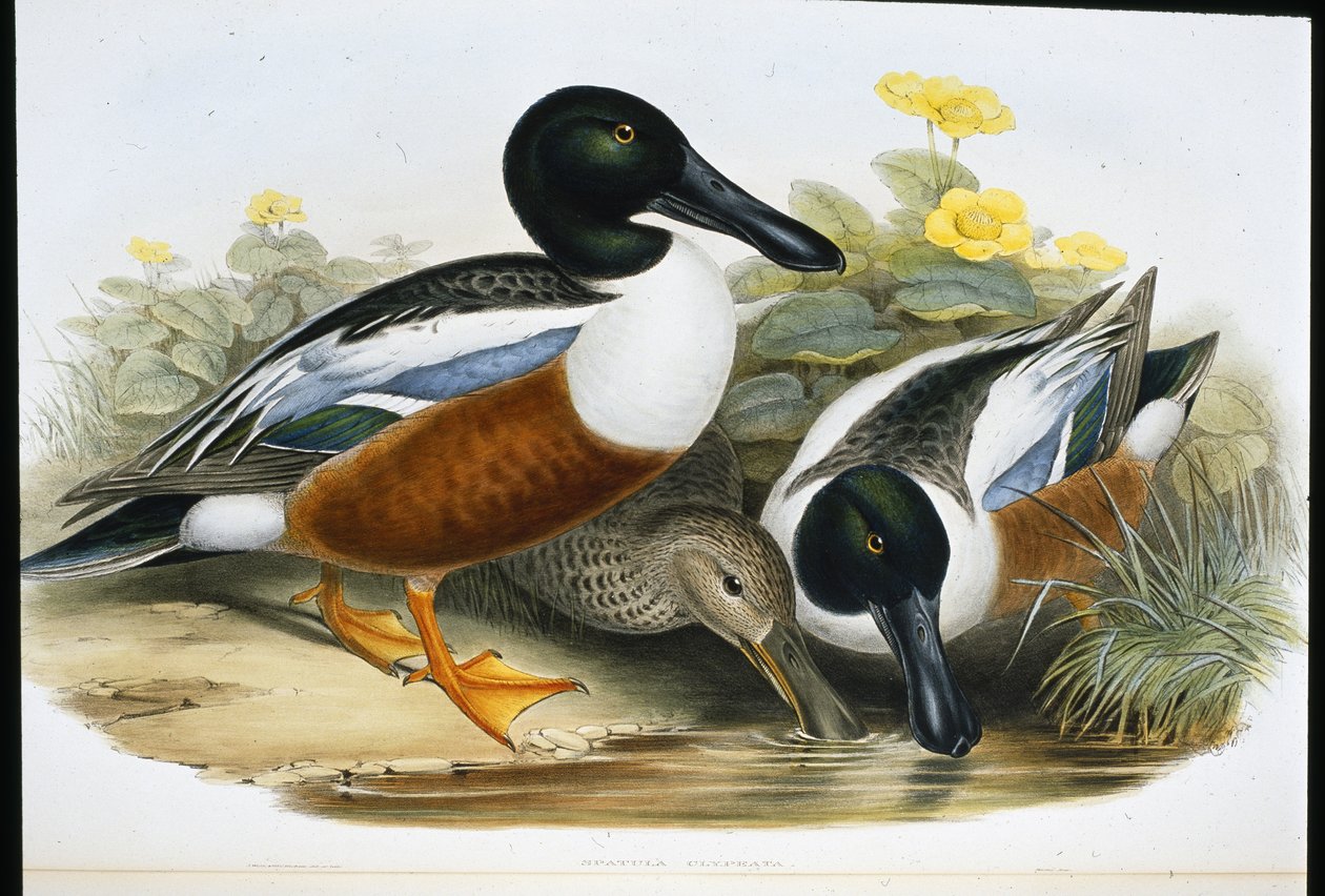 Kaczki płaskonosowe (Spatula Clypeata) (ręcznie kolorowane lito) autorstwa John (after) Gould