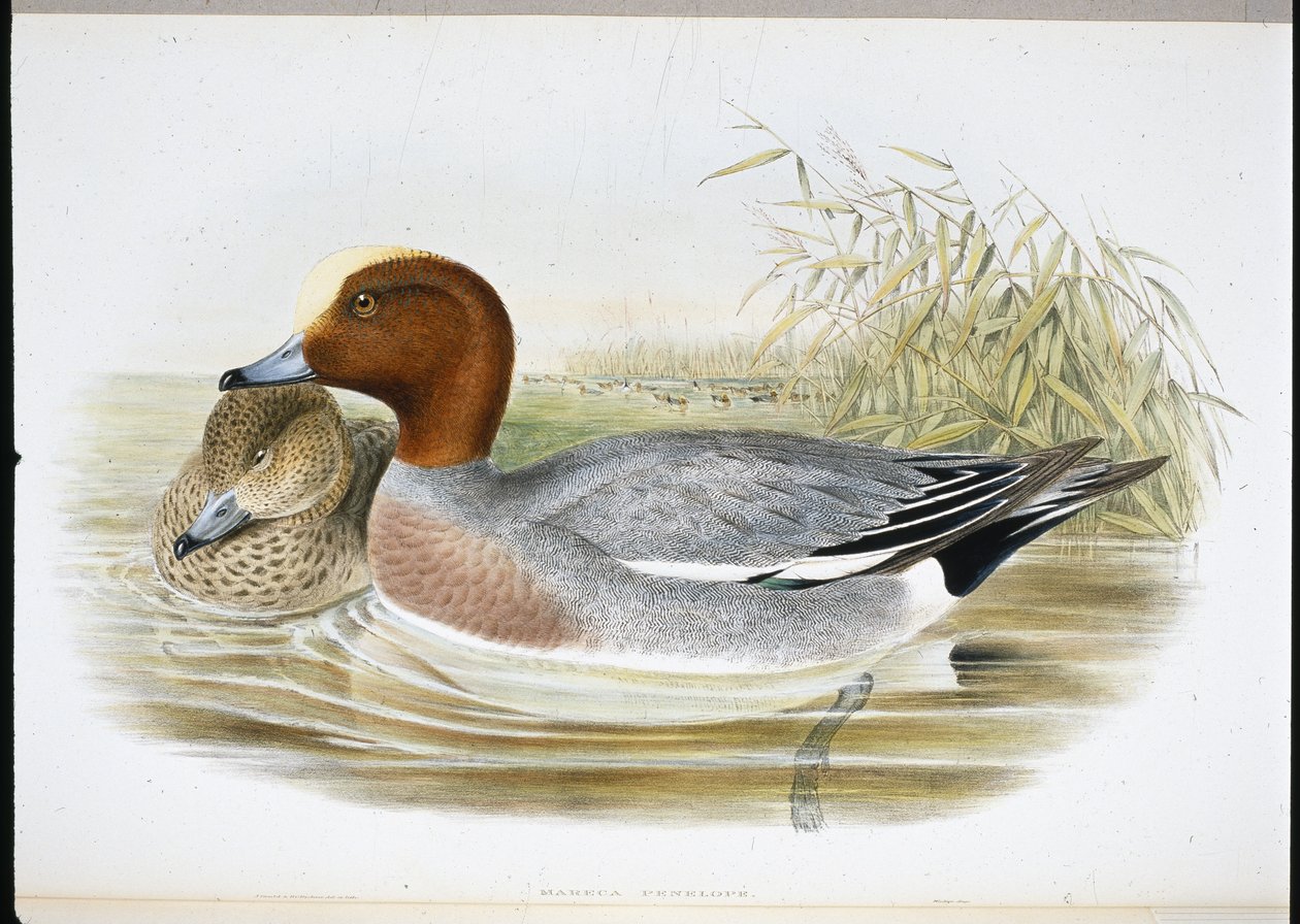 Widgeon (Mareca Penelope) (lito ręcznie kolorowane) autorstwa John (after) Gould
