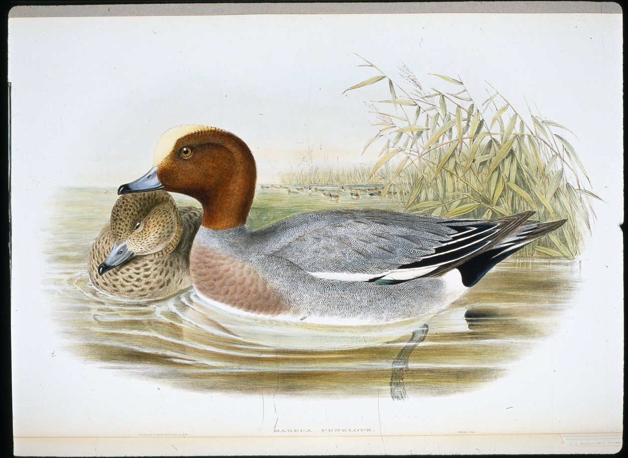 Widgeon (Mareca Penelope) (lito ręcznie kolorowane) autorstwa John (after) Gould