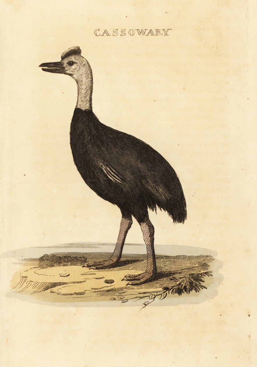 Kazuar południowy , Casuarius casuarius autorstwa John (after) Latham