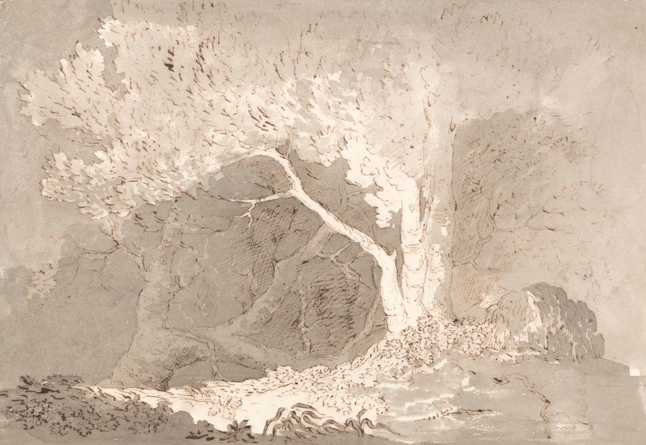 Studium drzewa autorstwa John Baverstock Knight