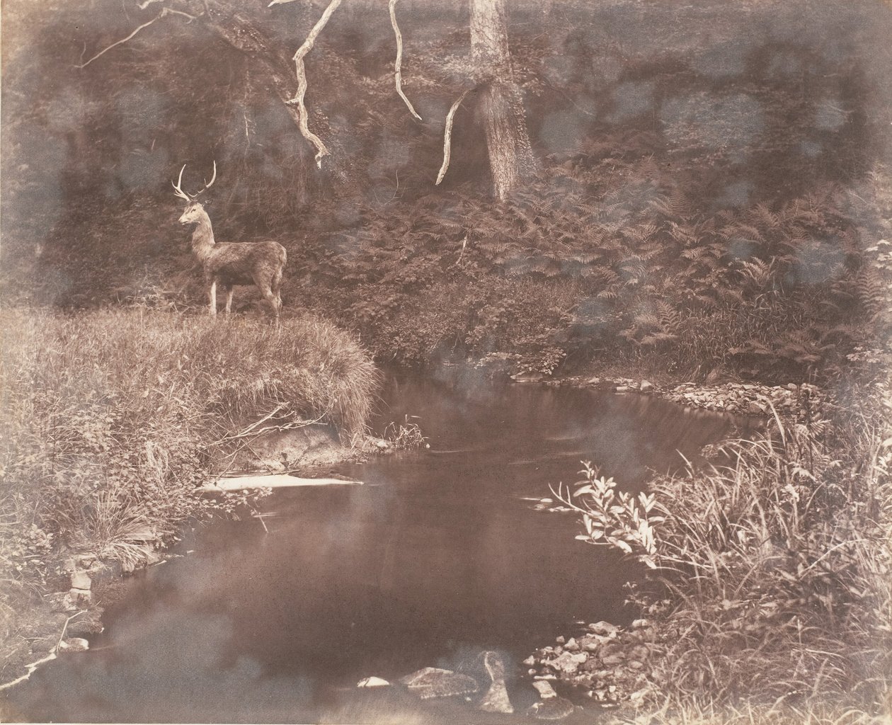 Lewita, 1853-56. autorstwa John Dillwyn Llewelyn