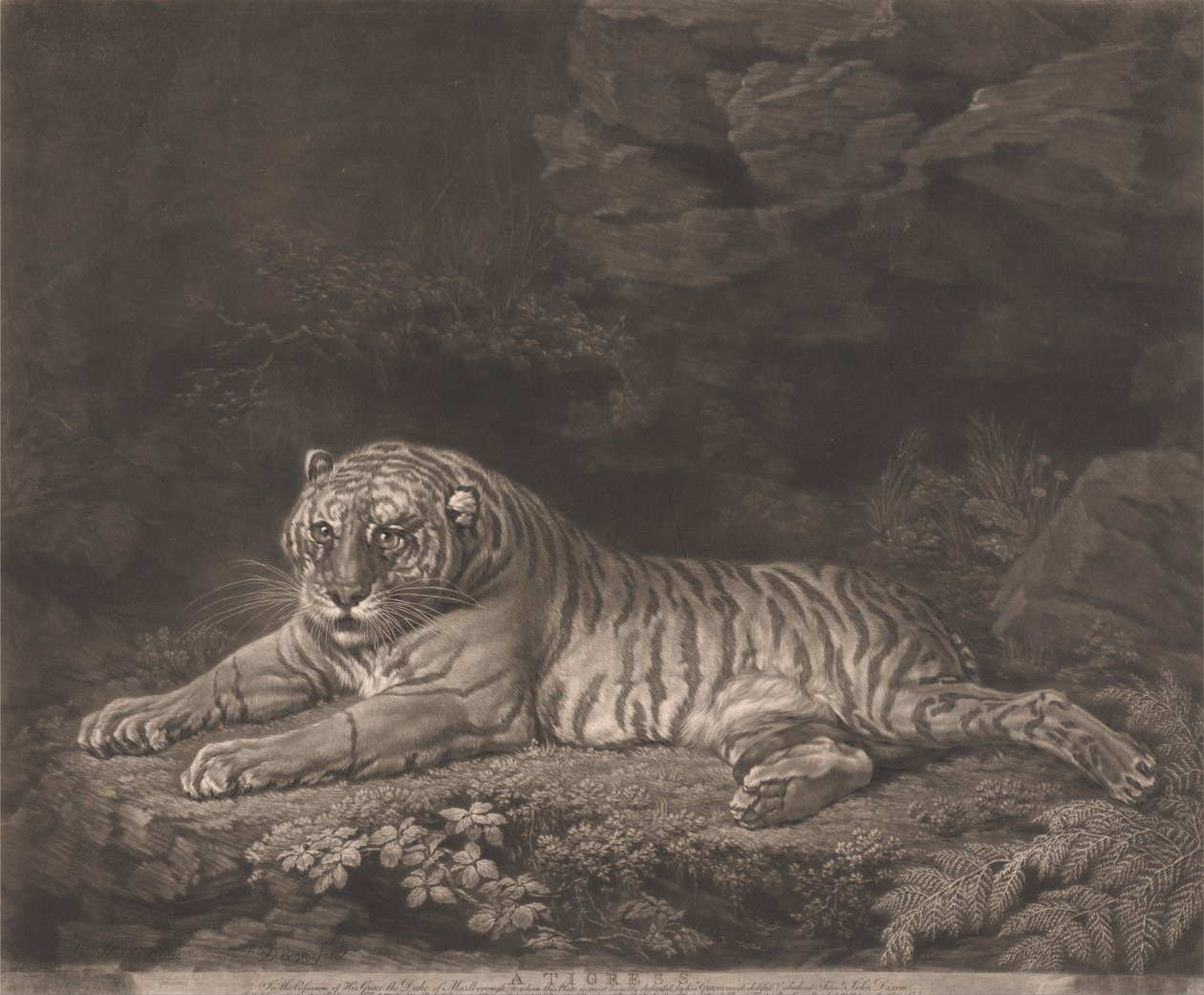 Tygrysica autorstwa John Dixon