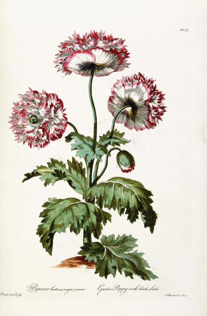 Mak ogrodowy z czarnymi nasionami, 1769 autorstwa John Edwards