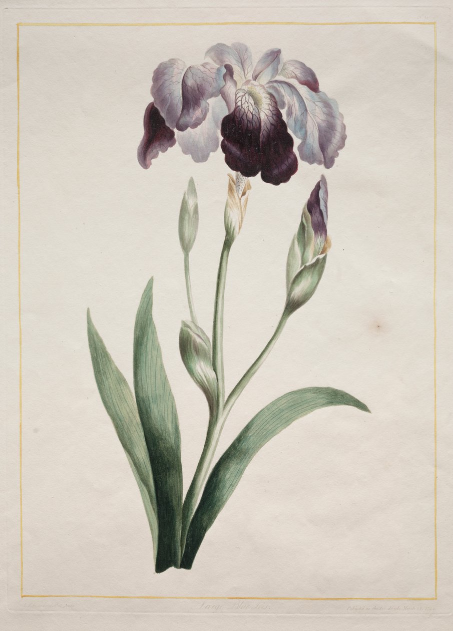 Irys japoński (duża niebieska tęczówka) autorstwa John Edwards